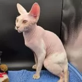 ドウェルフ【兵庫県・男の子・2025年6月26日・ホワイト】の写真2「足と、お尻にパンツをはいてるみたいにまだ毛があります。」