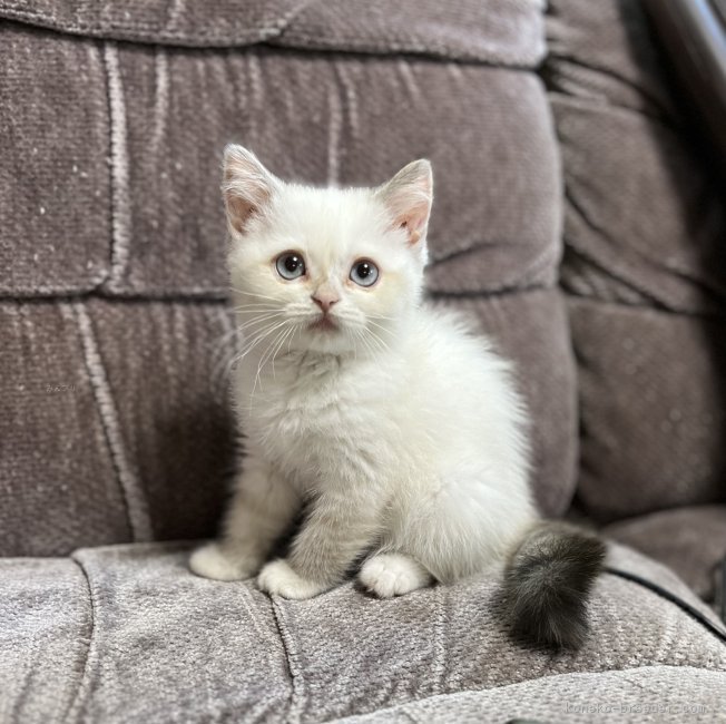久保田みね子ブリーダーのブログ：瞳が大きく、かわいいスコティッシュの子猫ちゃん♡