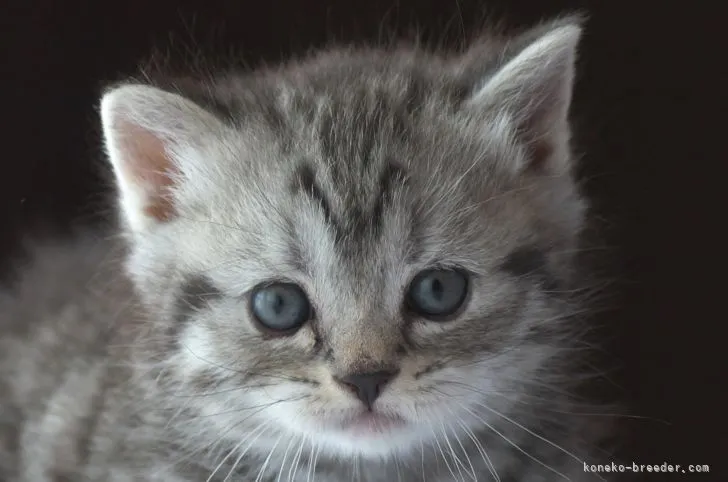 ID：2110-00123の子猫