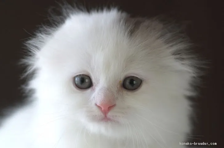 ID：1905-01324の子猫