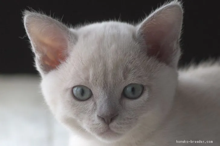 ID：2001-00057の子猫