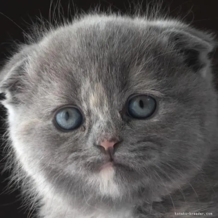 ID:2301-01047の子猫