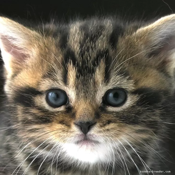 ID:2401-01565の子猫