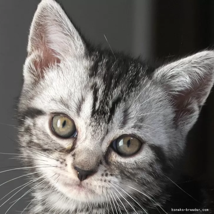 K.M 様のお迎えした子猫