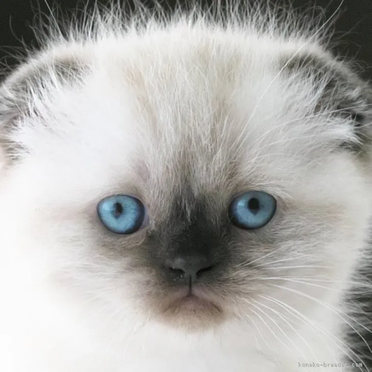 ID:2311-01740の子猫