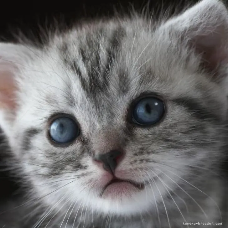 ID：2208-02791の子猫