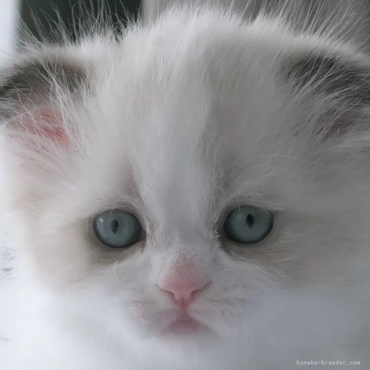 ID：2403-01534の子猫