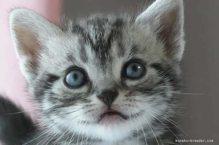 ID:2203-01297の子猫