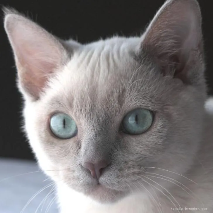 ID:2211-01080の子猫