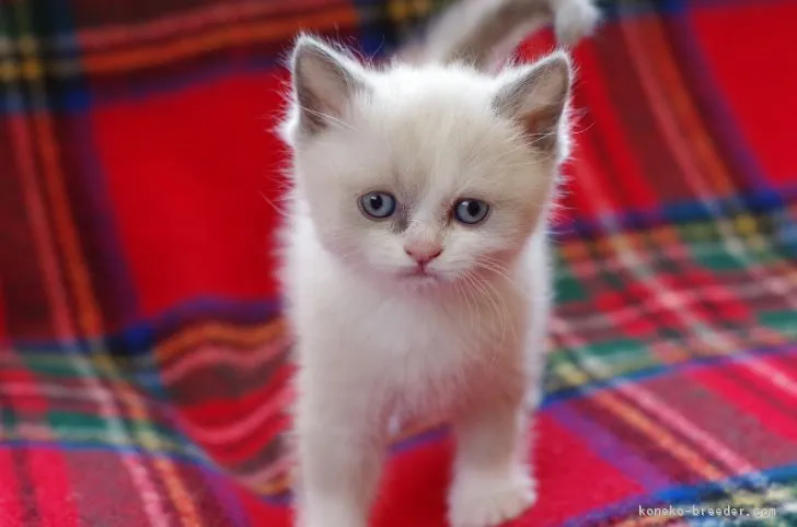 ID:1701-00580の子猫