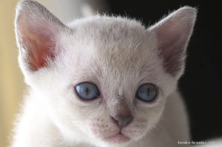 ID:2006-01005の子猫