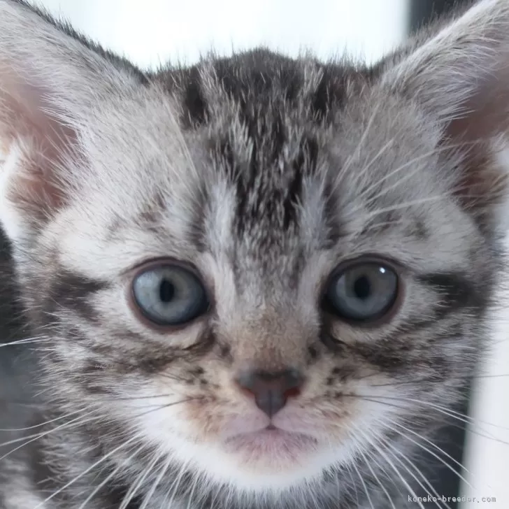 ID:2406-02142の子猫