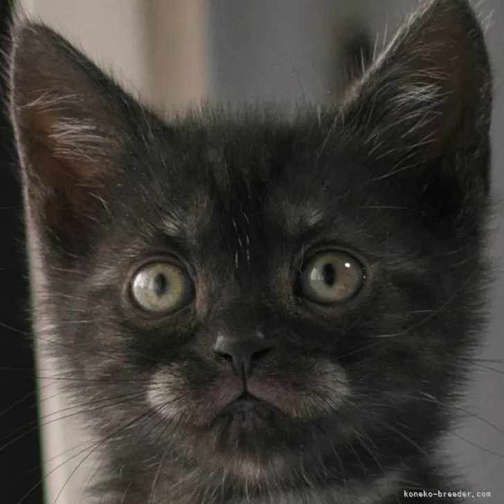 ID：2305-02120の子猫
