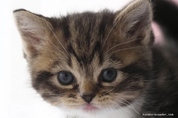 ID：2111-01796の子猫