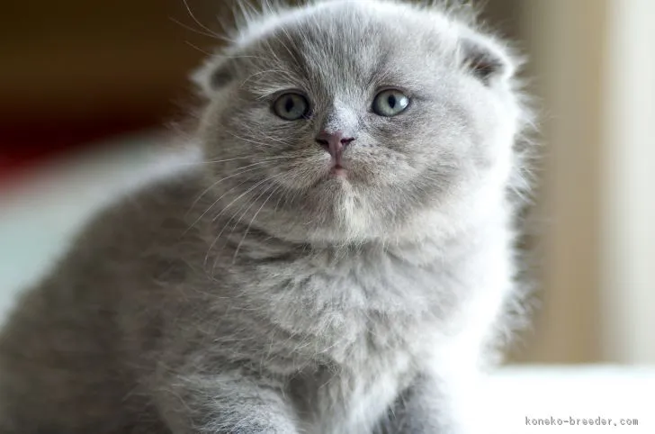 ID：1705-01019の子猫