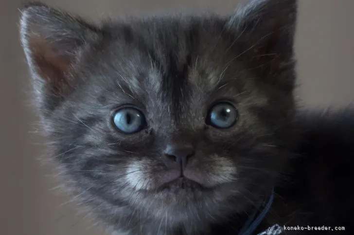 ID：2203-01305の子猫