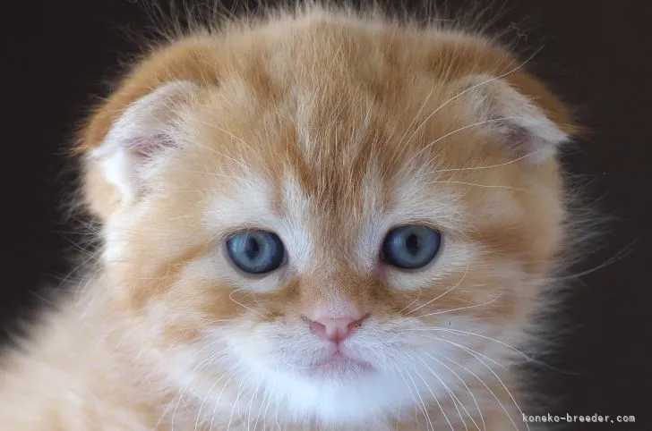 ノア 様のお迎えした子猫