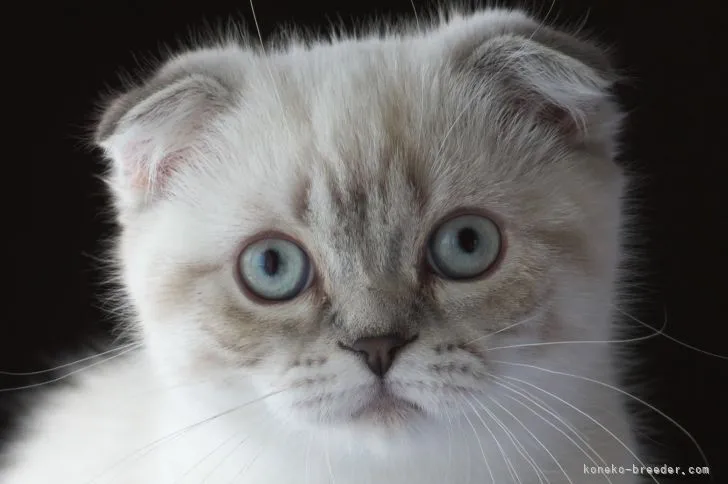 ID：2203-01962の子猫