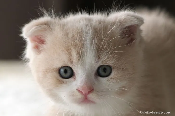 ID：1809-00604の子猫