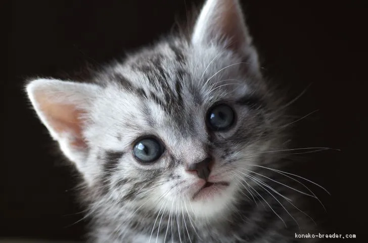 ID：1910-00288の子猫