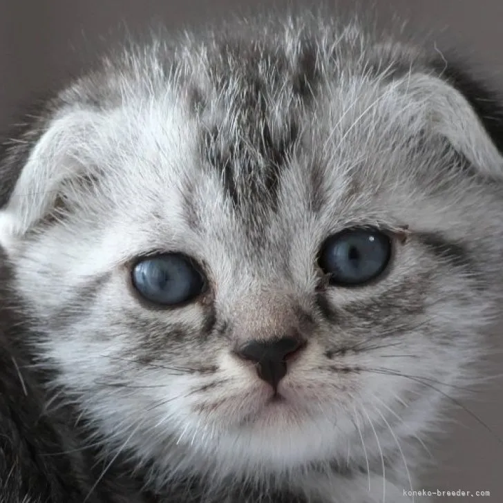 ID:2309-02413の子猫