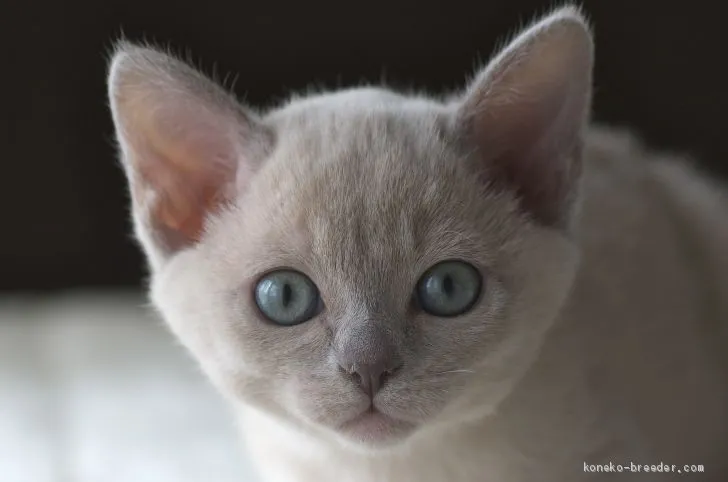 ID：2001-00056の子猫