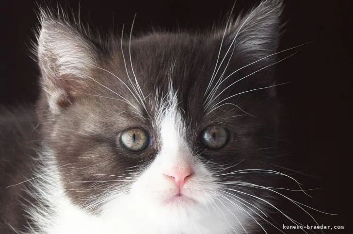 ID:2110-00130の子猫