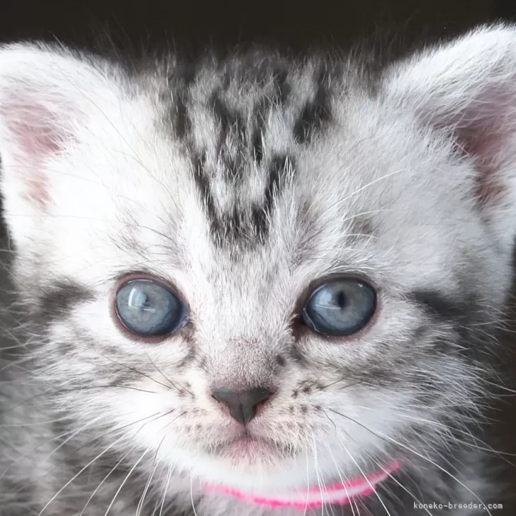 ID:2411-01180の子猫