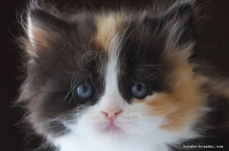 ID:2104-00833の子猫