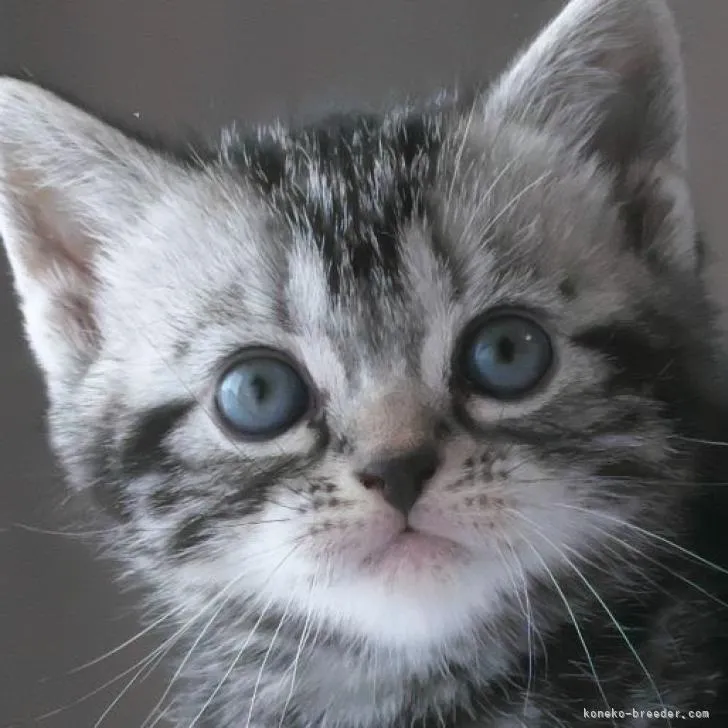 ID：2303-00301の子猫