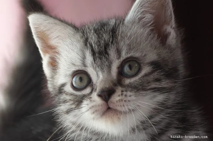 ID：2110-01514の子猫