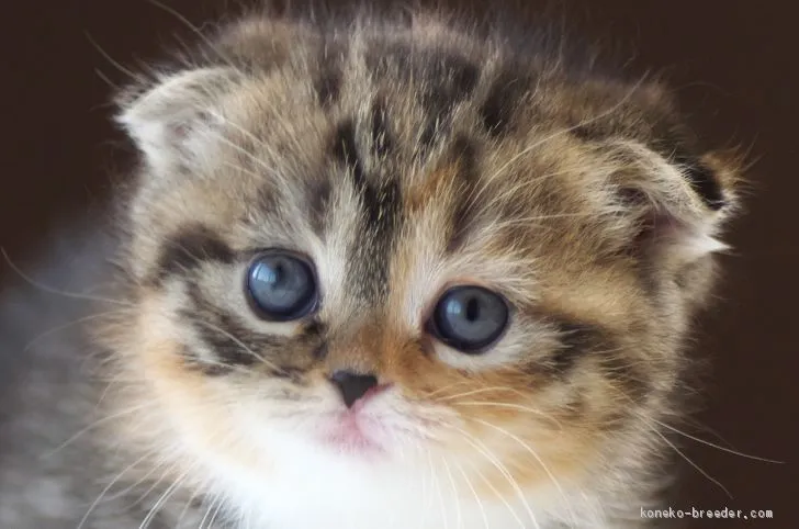 ID:2010-01303の子猫