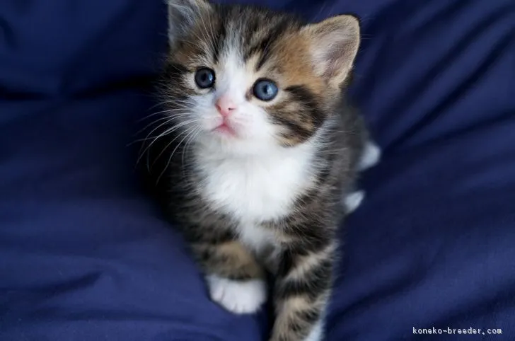 ID:1704-01041の子猫