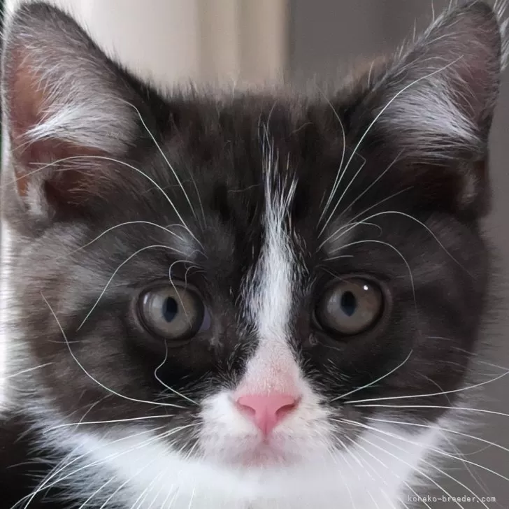 ID：2406-03584の子猫