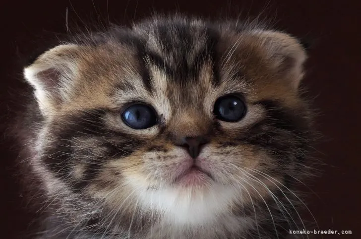 ID:2103-01602の子猫