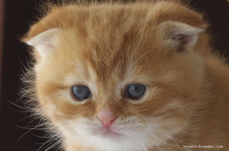 ID：2103-01603の子猫