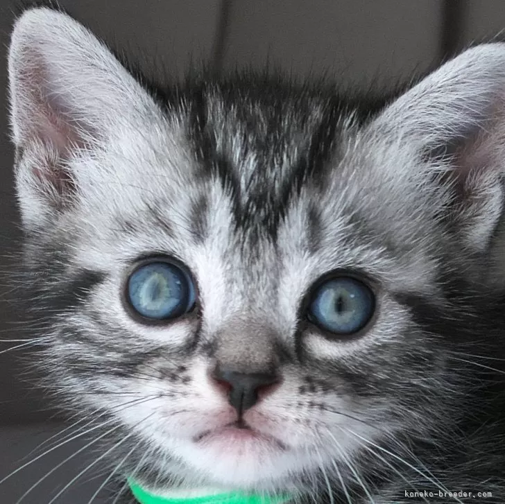ID：2312-02993の子猫