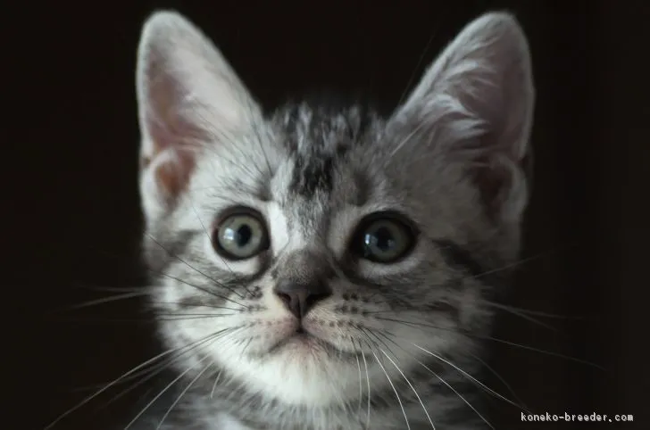 ID：1809-00024の子猫