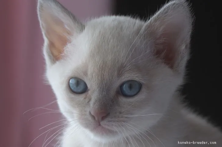 凛々 様のお迎えした子猫