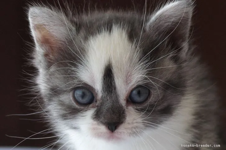 ID：2103-01601の子猫