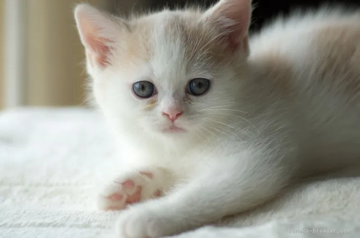 ID:1706-00210の子猫