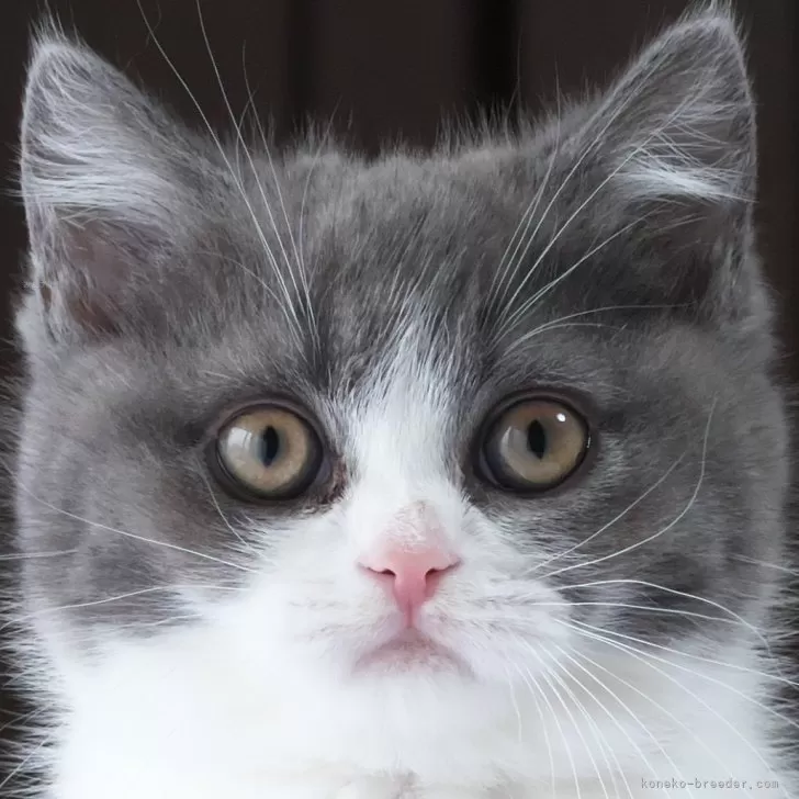 ID：2401-01690の子猫