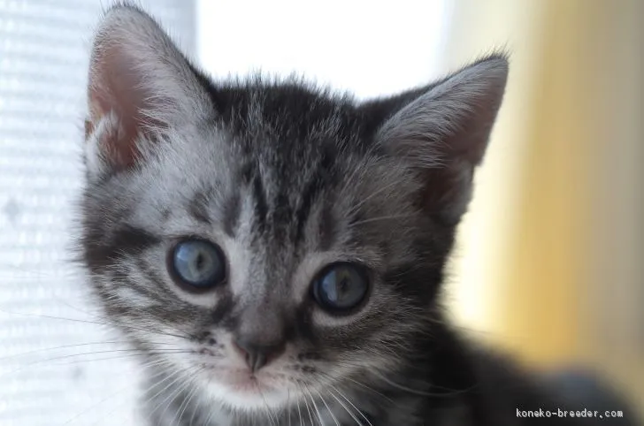 ID：1910-00290の子猫