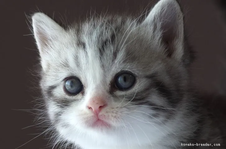 ID：2110-00126の子猫