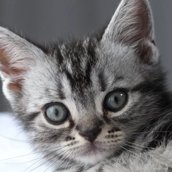 ID：2305-02085の子猫