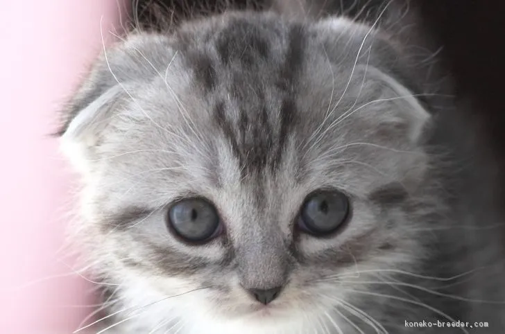 ID:2011-01586の子猫