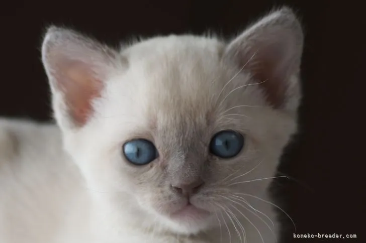 ID：2202-00262の子猫