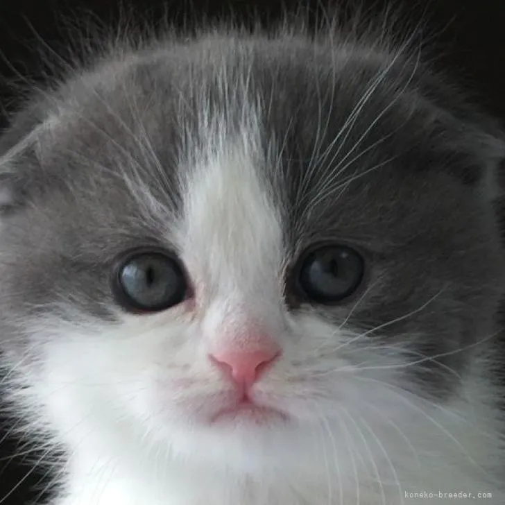 ID:2301-01046の子猫