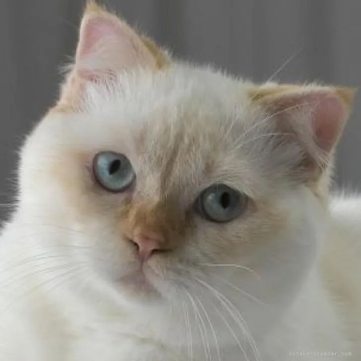 ID：2209-02441の子猫