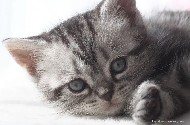 ID：2102-01758の子猫